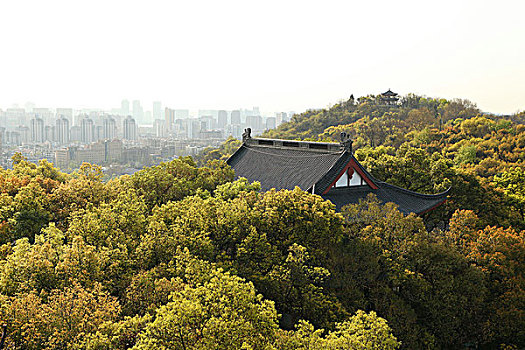 lo de rong vang bach kim
