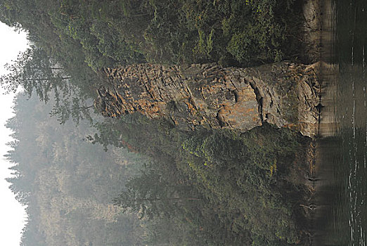 lo gan rong bach kim