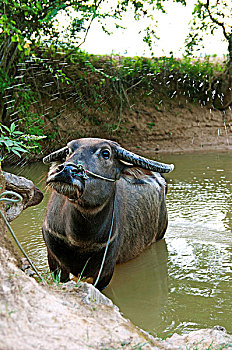 web lô đề
