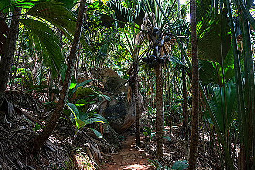 soi cau rong vang