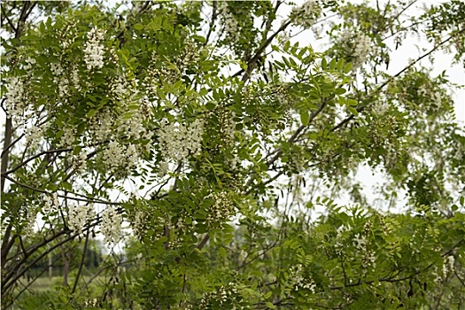 xổ số hà nội tối nay