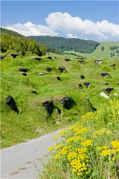soi cau bach rong kim