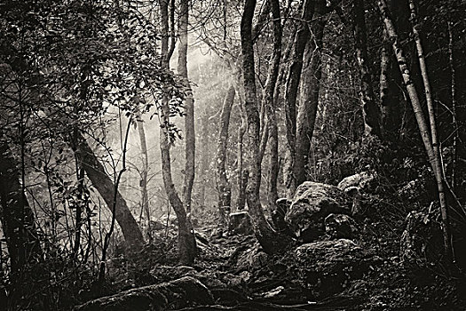 cầu lô