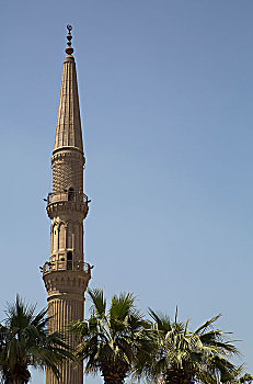 rong bach kim mien bac