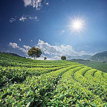 bach thu lo khung 2 ngay