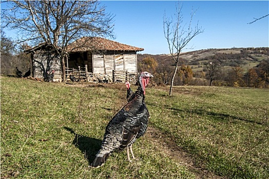 xô sô miên băc