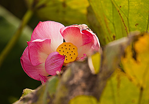 xổ số phương trang