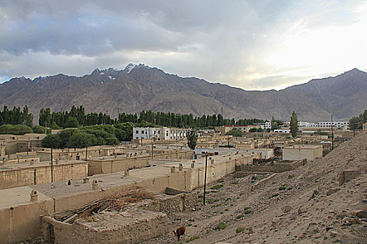 rong bach kim hai nhay