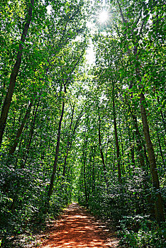 lo bạch thủ đẹp hôm nay