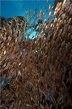 du doan xs gia lai